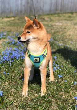 picture of dog
