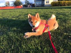 picture of dog