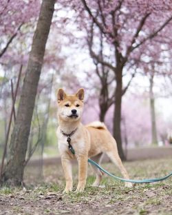 picture of dog