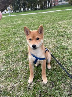 picture of dog