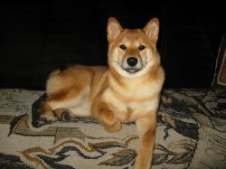 picture of dog
