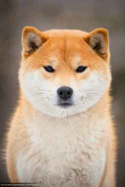 picture of dog