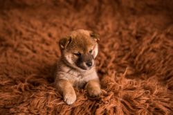 picture of dog