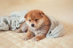 picture of dog
