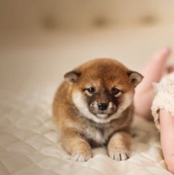picture of dog