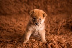picture of dog