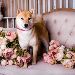 picture of dog