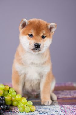 picture of dog
