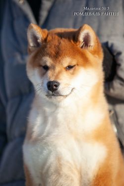 picture of dog