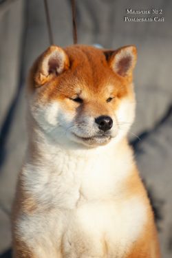 picture of dog