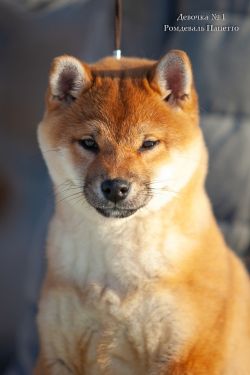 picture of dog