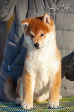 picture of dog