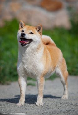 picture of dog