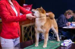 picture of dog
