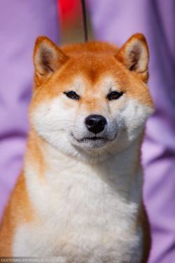 picture of dog