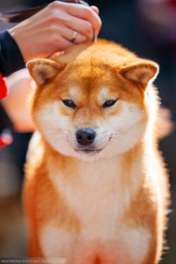 picture of dog