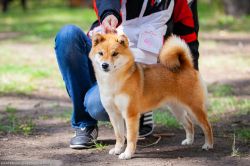 picture of dog