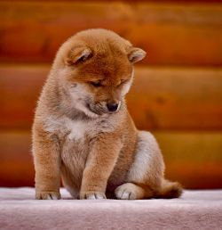 picture of dog