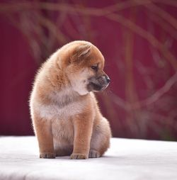 picture of dog