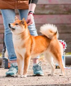 picture of dog