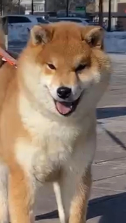 picture of dog