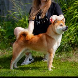 picture of dog
