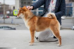 picture of dog