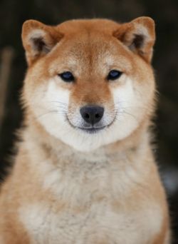 picture of dog