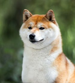 picture of dog