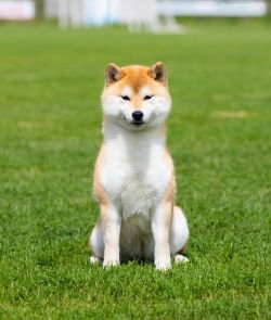 picture of dog