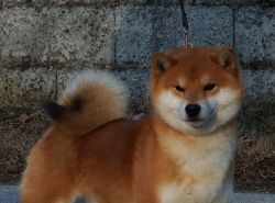 picture of dog