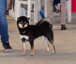 picture of dog