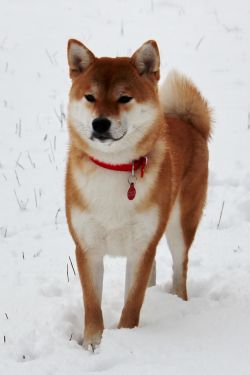 picture of dog