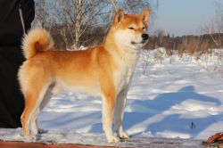 picture of dog