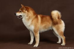picture of dog