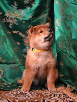 picture of dog