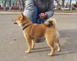picture of dog