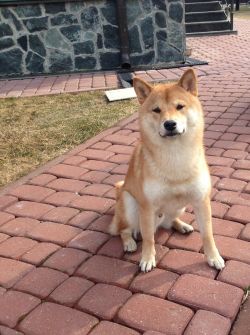 picture of dog