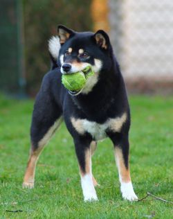 picture of dog