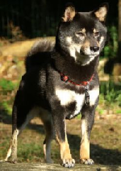 picture of dog