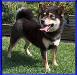 picture of dog