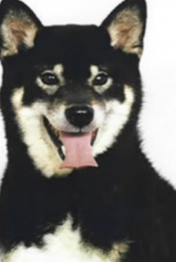 picture of dog