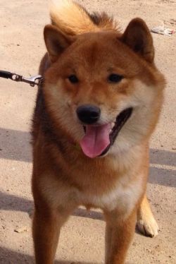 picture of dog