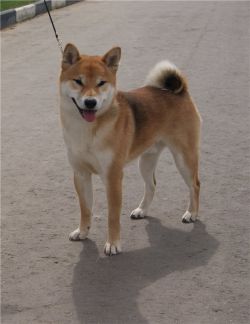 picture of dog