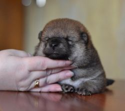 picture of dog