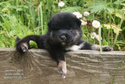 picture of dog