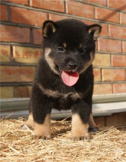 picture of dog