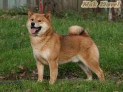 picture of dog