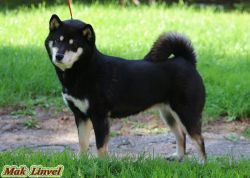 picture of dog
