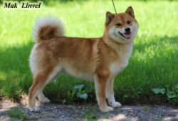 picture of dog